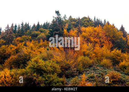 Le kobernausser wald est la plus grande zone boisée en Europe centrale. Banque D'Images