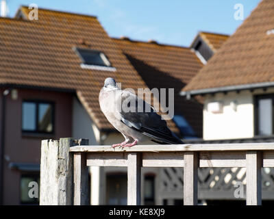 Pigeon gris installé sur une clôture en bois à Hythe Marina, Southampton, Hampshire, Royaume-Uni Banque D'Images