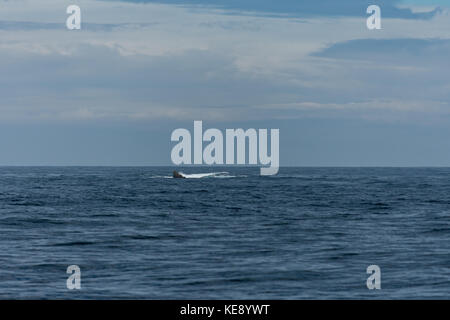 L'aileron de requin, sennen cove rock, Cornwall Banque D'Images