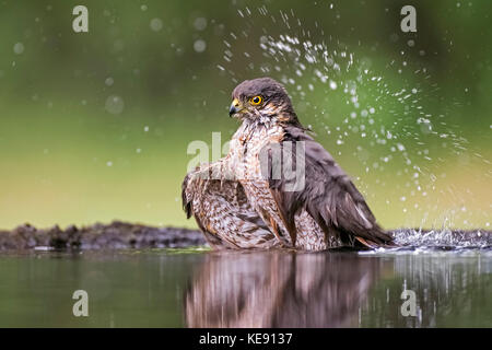 Blanche eurasienne (Accipiter nisus), homme, baignade à l'étang, Parc National de Kiskunság, Hongrie Banque D'Images