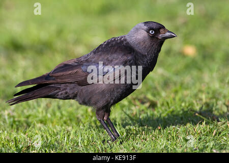 Western jackdaw (Corvus monedula), centrale de la réserve de biosphère de l'elbe, SAXE-ANHALT, Allemagne Banque D'Images