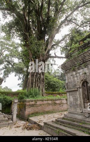 Noemie Repetto / le Pictorium - Népal - Katmandou. Temple de Pashupatinath. Patrimoine mondial depuis 1979. - 20/09/2017 - Népal / Katmandou / Katmandou - Népal - Katmandou. Temple de Pashupatinath. Patrimoine mondial depuis 1979. Banque D'Images