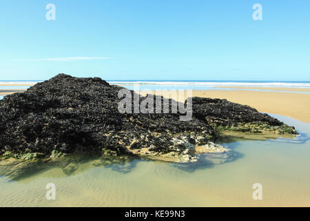 Les moules sur les rochers, bedruthan steps, Cornwall Banque D'Images