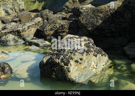 Les moules sur les rochers, bedruthan steps, Cornwall Banque D'Images