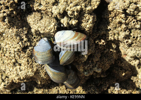 Les moules sur les rochers, bedruthan steps, Cornwall Banque D'Images