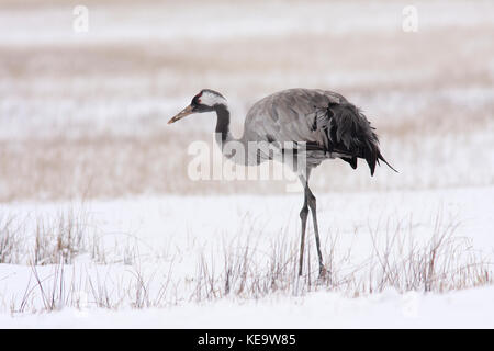 grue cendrée Banque D'Images