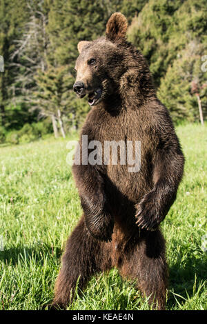 L'ours grizzli dans un pré près de Bozeman, Montana, USA. Des animaux en captivité. Banque D'Images