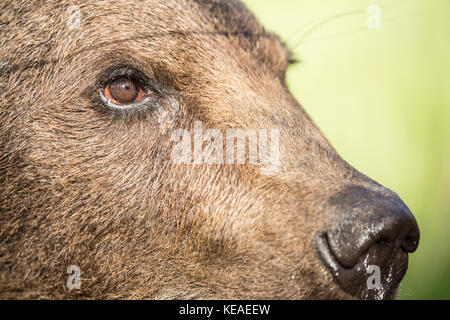 Close-up d'un Grizzly's face près de Bozeman, Montana, USA. Des animaux en captivité. Banque D'Images