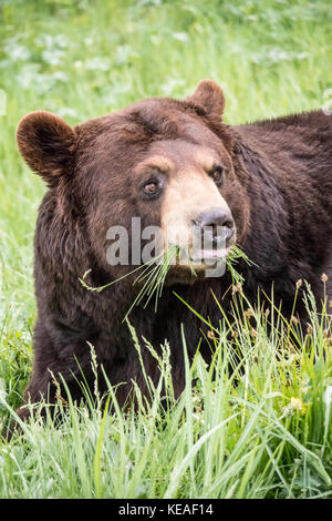 Portrait d'un ours noir mange de l'herbe dans un pré, près de Bozeman, Montana, USA. Des animaux en captivité. Banque D'Images