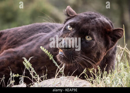 Black Panther grondant un avertissement près de Bozeman, Montana, USA. Une panthère noire dans les Amériques est la variante de couleur melanistic jaguars noirs (Panthe Banque D'Images