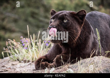 Les affamés à la panthère noire de lécher ses lèvres près de Bozeman, Montana, USA. Une panthère noire dans les Amériques est la variante de couleur melanistic ja noir Banque D'Images