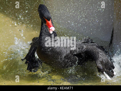 Une Black Swan se baigner dans une piscine Banque D'Images