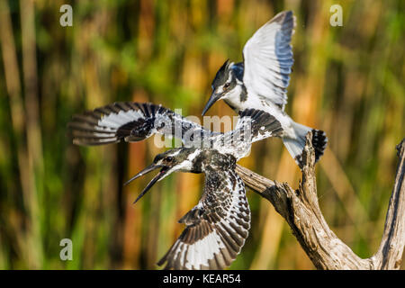 Pied kingfisher en Kruger National Park, Afrique du Sud ; espèce Ceryle rudis famille des alcedinidae Banque D'Images