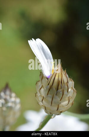 Catananche caerulea , Cupid's Dart Banque D'Images