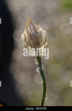 Catananche caerulea , Cupid's Dart Banque D'Images