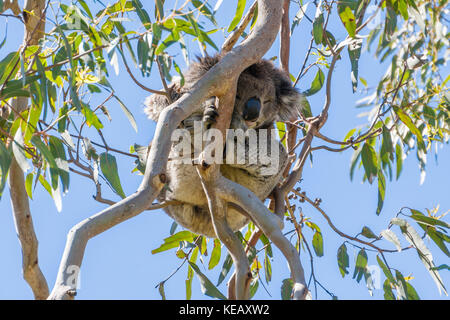 Koala dormir sur un arbre Banque D'Images