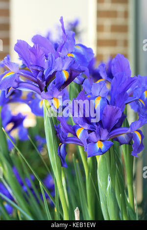 Dutch iris bleu foncé aussi connu comme × hollandica iris en pleine floraison Banque D'Images