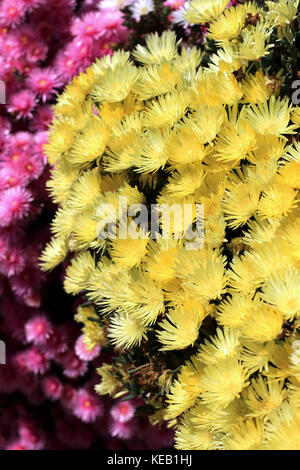 Cochon rose et jaune fleurs face ou mesembryanthemum, usine à glace, fleurs en pleine floraison de marguerites livingstone Banque D'Images