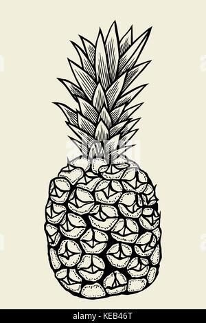 Vector hand drawn ananas. Été tropical fruit style illustration gravée. Parfait pour des invitations, cartes de vœux, des affiches. Illustration de Vecteur
