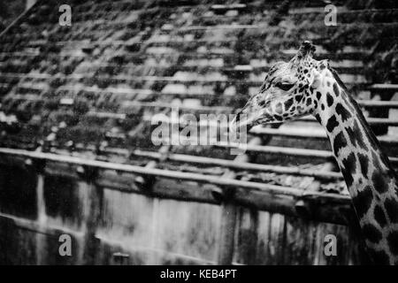 Jour de pluie au zoo Banque D'Images