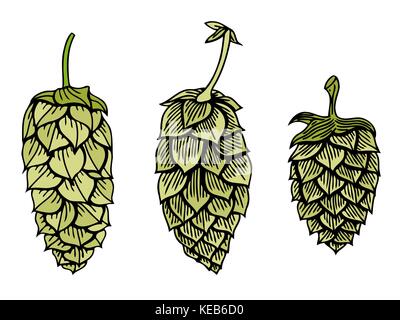 Ensemble d'houblon vector icône graphique visuel ou logo, idéal pour la bière, stout, ale, lager, amer pour les étiquettes et les emballages etc. hop est une plante herbacée qui est utilisé Illustration de Vecteur