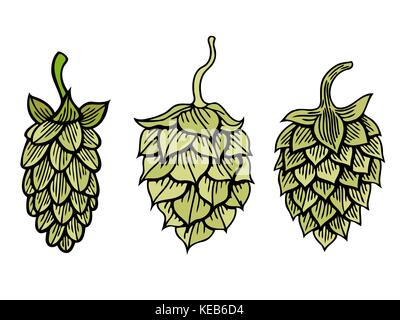 Hop bio plante qui est utilisé dans la brasserie de bière. pour les étiquettes et l'emballage. vector illustration gravée. hand drawn hop isolated on white Illustration de Vecteur