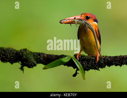 Dwarf kingfisher oriental avec une proie pour les femmes et les poussins à sahyadris, Maharashtra, Inde Banque D'Images