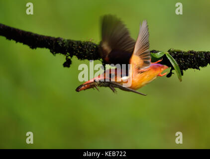 Dwarf kingfisher oriental avec une proie pour les femmes et les poussins à sahyadris, Maharashtra, Inde Banque D'Images