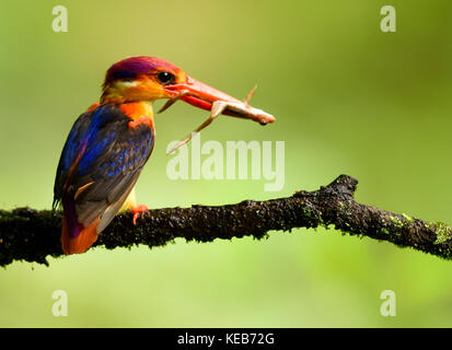 Dwarf kingfisher oriental avec une proie pour les femmes et les poussins à sahyadris, Maharashtra, Inde Banque D'Images