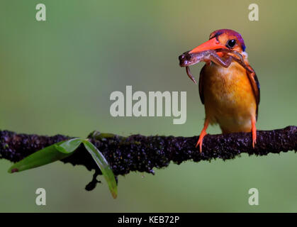 Dwarf kingfisher oriental avec une proie pour les femmes et les poussins à sahyadris, Maharashtra, Inde Banque D'Images