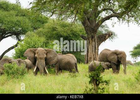 Famille d'éléphants dans la savane Banque D'Images