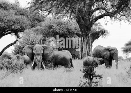 Famille d'éléphants dans la savane Banque D'Images