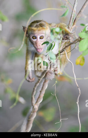 Toque macaque - macaca sinica, Sri Lanka Banque D'Images