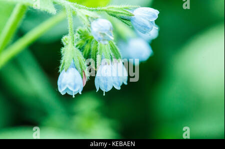 Petites fleurs blanches Banque D'Images