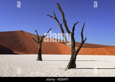 Dead acacia arbres et dunes rouges du Namib Naukluft Deadvlei dans Park, Namibie Banque D'Images