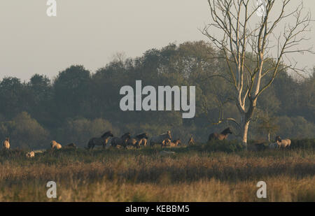 Un troupeau de poneys konik pâturage (Equus ferus caballus) à burwell fen, en Angleterre dans la lumière du matin. Banque D'Images