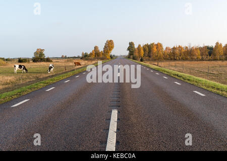 Le bétail en pâturage par route dans un magnifique paysage aux couleurs de l'automne à la campagne suédoise sur l'île de oland Banque D'Images