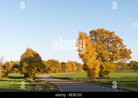 Route sinueuse entourée de beaux arbres colorés à l'automne sur la campagne suédoise Banque D'Images