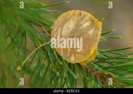 Close up d'une feuille de peuplier (Populus) tremuloiddes lodges entre les aiguilles de pin ponderosa (Pinus ponderosa) Banque D'Images