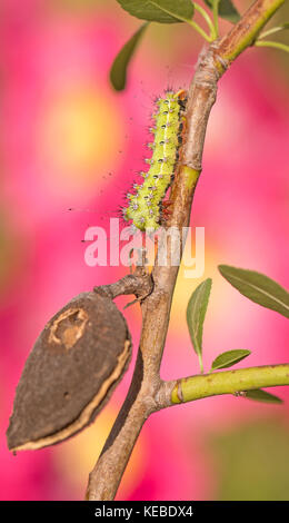 Caterpillar de la grande peacock moth (saturnia pyri). c'est la plus grande espèce originaire d'Europe. Elle a une envergure allant jusqu'à 15 centimètres et très d Banque D'Images