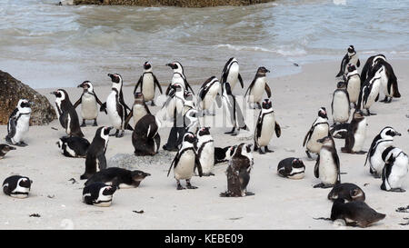 Pingouins africains sur boulders Beach, Cape Town, Afrique du Sud Banque D'Images