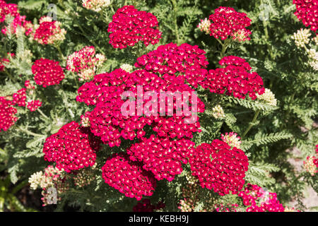 Red achillée (Achillea 'pomegranate' tutti frutti series) Banque D'Images