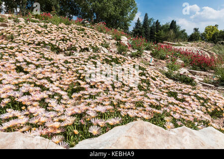 Jardin succulent, Denver Botanic Gardens, Denver, Colorado, États-Unis Banque D'Images