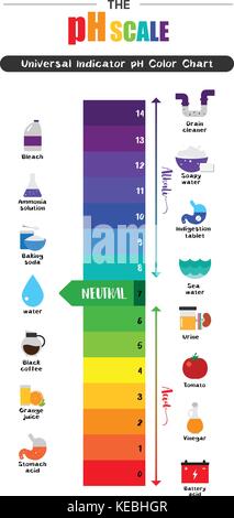 L'échelle de ph indicateur universel diagramme couleur ph alcalin acide substances communes valeurs vector illustration icône colorée design plat Illustration de Vecteur