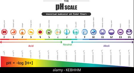 L'échelle de ph indicateur universel diagramme couleur ph alcalin acide substances communes valeurs vector illustration icône colorée design plat Illustration de Vecteur