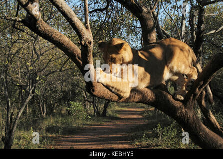 Lion dans un arbre en train de dévorer un poulet Banque D'Images