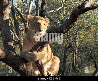 Lion dans un arbre en train de dévorer un poulet Banque D'Images