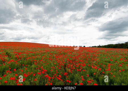 Une belle route de champ de coquelicots rouges floraison dans le Cambridgeshire, Royaume-Uni. Banque D'Images
