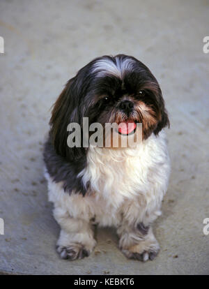 Race Lhasa Apso divers agencements de couleurs différentes variantes de panaché au-dessus de l'angle haut © Myrleen Pearson Banque D'Images