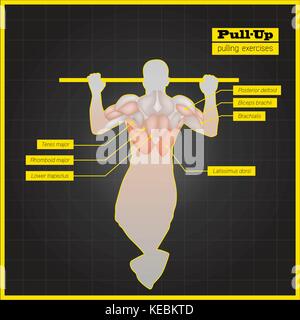 Exercices des muscles antagonistes et entraînements Illustration de Vecteur